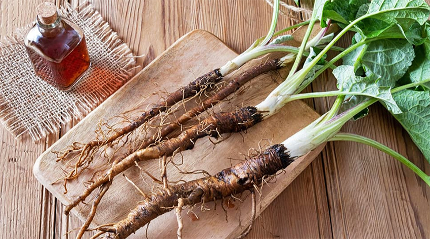 Burdock "Tokinogawa Long"